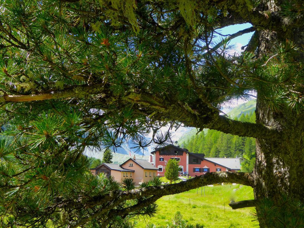 Hotel Roseg-Gletscher Pontresina Ngoại thất bức ảnh